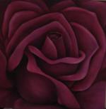 Majestic Velvet  Rose 