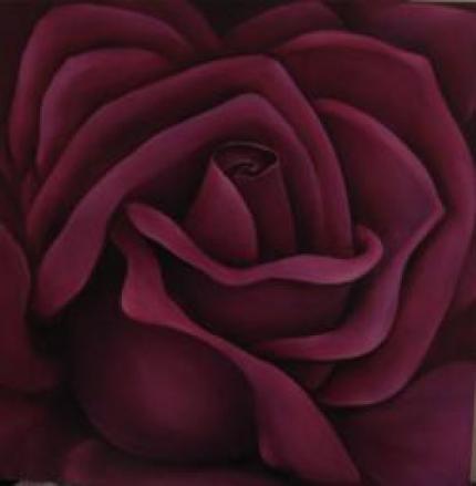 Majestic Velvet  Rose 