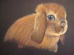 Baby Lop Eared Rabbit
