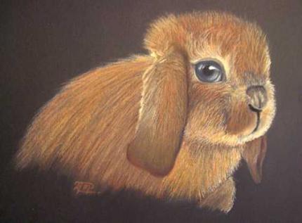 Baby Lop Eared Rabbit
