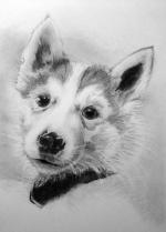 Ni'Ko - Husky x Malamute Puppy portrait