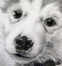 Ni'Ko - Husky x Malamute Puppy portrait