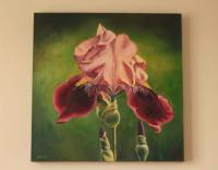 Pink Iris