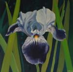 Blue Iris