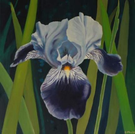 Blue Iris