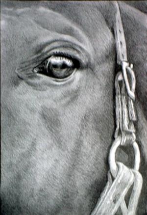 Portrait of a Stallion