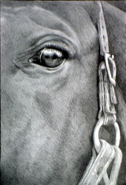 Portrait of a Stallion
