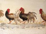chicken run 