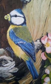 Blue Tit in an Apple Tree