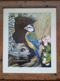Blue Tit in an Apple Tree