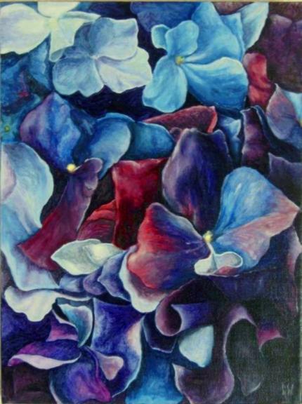 Hydrangea