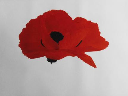 Red Poppy
