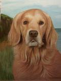 pet dog