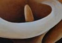 Coffee and Cream 