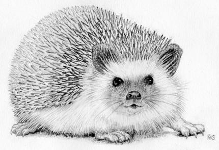 Hedgehog - pencil drawing