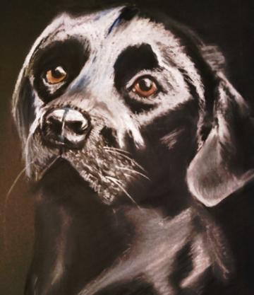 Black Labrador dog portrait