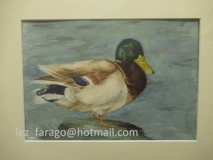 Watercolour of Mallard duck