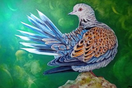 Turtle Dove