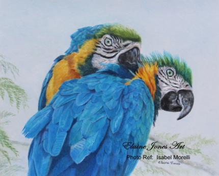 Macaw Mischief