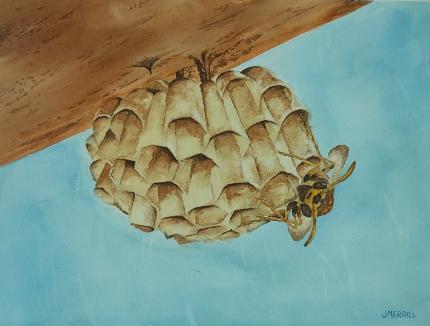 Honeycombe with Bee